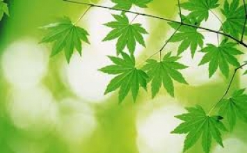 Đường Thạch Đầu trơn